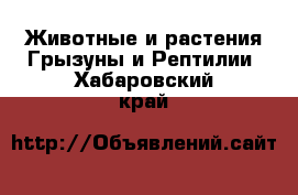 Животные и растения Грызуны и Рептилии. Хабаровский край